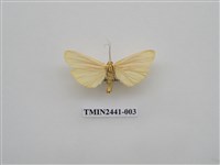 藏品(乳白苔蛾)的圖片